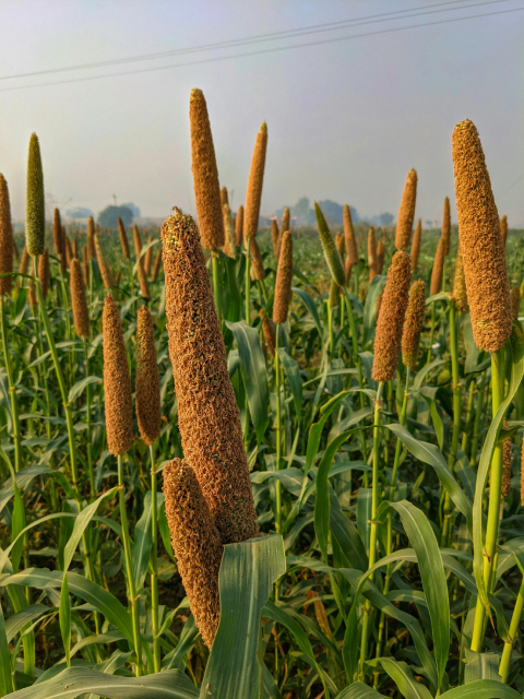 Jowar & Cereals